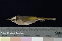 藏品(白頭翁)的圖片